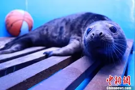 全国首例人工哺育灰海豹青岛诞生(图)图片