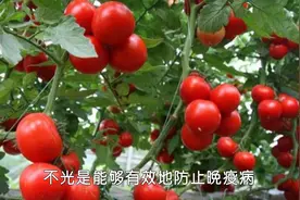 西红柿得了晚疫病怎么办？两个小方法有大用途！视频封面