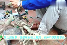 挖了一棵树桩回来，直接在上面雕刻，用保鲜膜包起来，还能活吗？