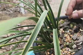 植料配比：90%火烧土，5%树皮，5%草炭；翻盆看下种植效果如何视频封面
