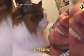 美国纽约最大的猫有点傲娇视频封面