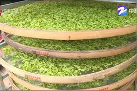 西湖龙井茶初上市专卖店价格达一万元一斤，采收期将缩短视频封面