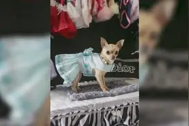 主人花8万多人民币给狗狗买衣服，它真是狗狗界的“时尚富婆”视频封面