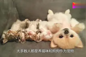 主人给乌龟洗澡，乌龟居然欢快的扭起了屁股，主人笑到脸抽筋视频封面