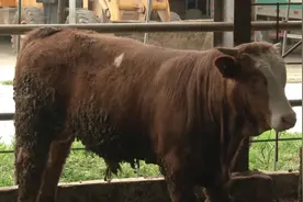 湖北牛肉市场产业调查：养母牛成本大，省内育肥架子牛需外调！视频封面