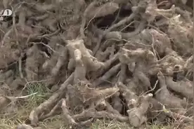 随州：道地中药材虎杖，助力脱贫“摘帽”视频封面