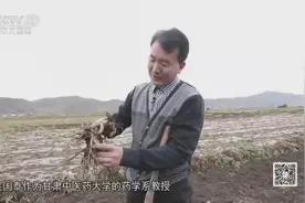 让气血各归其所！使用当归有哪些好处？药学系教授现场讲解视频封面