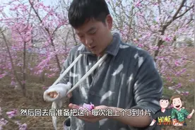桃花真的可以减肥吗？农村小伙献身做实验，最后效果如何视频封面