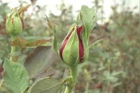 300多亩地种植顶级玫瑰，种1年可连收5年，小伙亩赚2万多元！视频封面