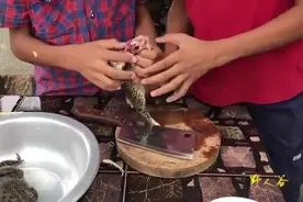 柬埔寨小孩子荒野求生, 原始技术, 河里的大田螺居然还能这样煮视频封面