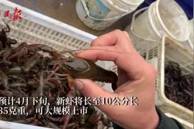 武汉4月底将迎来小龙虾上市高峰视频封面