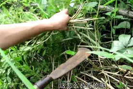 小孩有黄疸别担心，用这2种植物洗澡就好了，农村地里有很多！