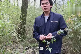 小吴家这种树全身都是宝，花做茶高达800元一斤，为啥砍了当柴烧视频封面
