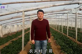 柱子带你走进岳母的4亩菠菜大棚，亩产3000斤，利润还是很可观视频封面