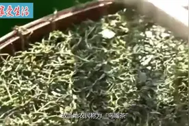 3分钟了解凤凰单丛视频封面