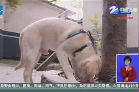 寻找主人！ 拉布拉多犬在杭州半山派出所里等你4天了视频封面