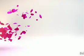 又是一年樱花开视频封面