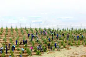 用双手打造绿意盎然的生态青海——我省各族干部群众众志成城鼓足干劲绿化国土纪实图片