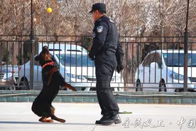 头条缉毒犬表演“吸睛”，指数爆表图片