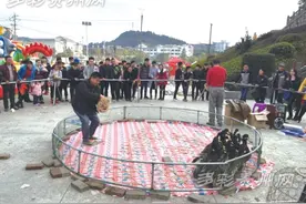 贵州三穗过年娱乐好玩 竹圈套麻鸭 套到归你图片