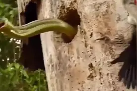 蛇鸟大战，第一次见啄木鸟大战树蛇，被啄木鸟打的没脾气，真厉害视频封面