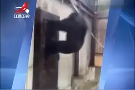 实拍黑猩猩敲门无响应 急得上蹿下跳发飙踹门视频封面