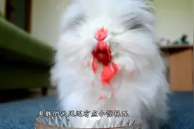 最有趣的兔子吃草莓，染上了红嘴唇，简直萌翻了！  视频封面