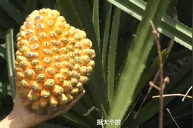 这种果子您见过吗？有人称呼为血莲花，也有人称呼为血色菩提。视频封面