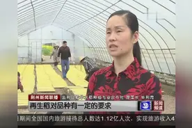 荆州作为全国粮食主产区，如今“女粮王”有了新选择视频封面