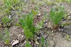 实拍：羊蹄又名野菠菜，可清热凉血，止血，通便，杀虫，有小毒视频封面