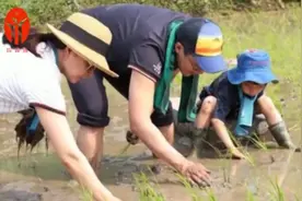 郭晶晶带儿子到田里插秧教育方式太接地气，贵族与土豪的差距太大视频封面