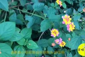 农村的野花五色梅有治疗皮肤瘙痒、皮炎的效果，但极容易中毒视频封面