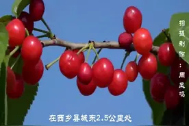 汉中西乡县城北街道办青龙村又是樱桃丰收年视频封面