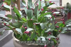 仙人指晒太阳要注意这点，不然花苞打不开！视频封面