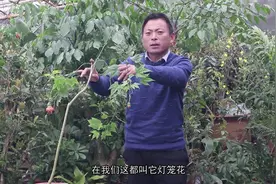 灯笼花如何养殖？一年四季养殖方法都在这，涨知识啦！