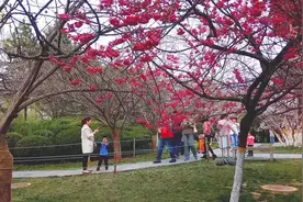 西安青龙寺曾有许多日本人在此学习 游客赏花踏青的好去处视频封面