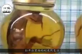 药酒中的蛇用的都是活的吗？直击用毒蛇泡酒全过程，场面无法控制视频封面