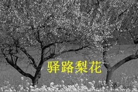 七下14课《驿路梨花》图片