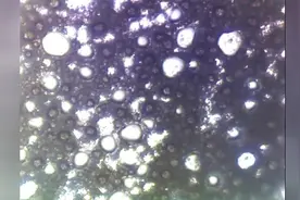 太无聊了，蟑螂屎放大500倍，每天在家观察生物标本