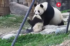 熊猫宝宝不听话去玩水，气得熊猫妈妈拎起宝宝就一顿揍，萌翻了视频封面