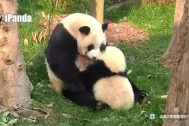 奇一：喝完nei nei 还有果果吃，安逸~视频封面