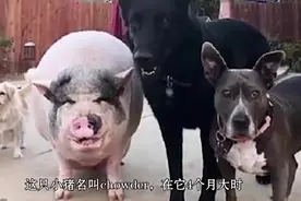 一只猪和5条狗放在一起养，结果猪被狗成功带偏，活成狗样子！哈视频封面