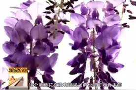 槐花食用前注意鉴别 千万不要误食紫藤花