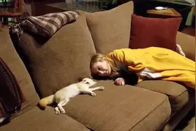 养一只狐狸当宠物，比猫还黏人视频封面