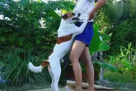 农村姑娘带狗狗出来玩，狗狗一脸傻傻的样子，简直太可爱了！视频封面