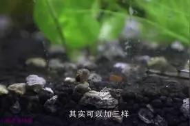 鱼缸爆绿藻，3个处理方式，还是第三个方式好，简单又方便视频封面