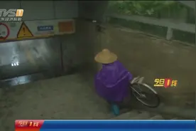 广州金沙洲：水落蛇出？涵洞内有剧毒银环蛇出没视频封面