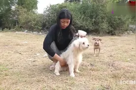 农村美女和两只狗狗一起互动，给狗狗喂食，十分有爱视频封面