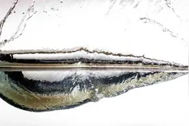 打水漂背后的科学：水上行走没有那么简单图片