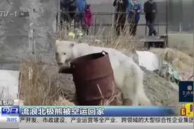 “浪子”回家！被浮冰运送至远方游荡，流浪北极熊被空运回家视频封面